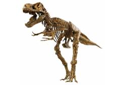 Набор Скелет динозавра